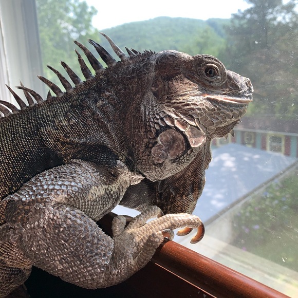 MY MANTRID - Picture 9 of 16